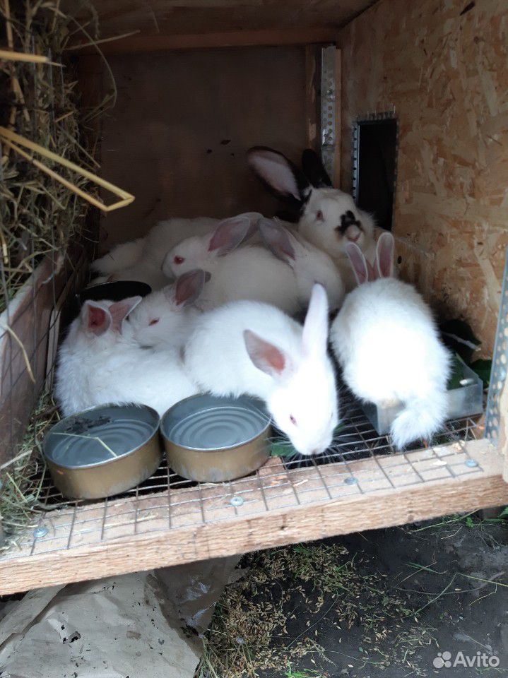 Продаю кроликов купить на Зозу.ру - фотография № 1