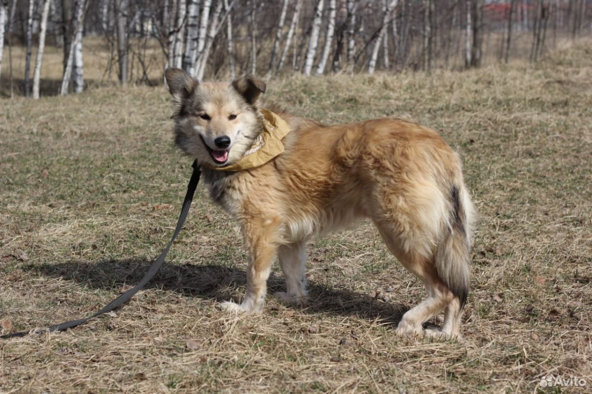 Собака из приюта ищет маму купить на Зозу.ру - фотография № 3