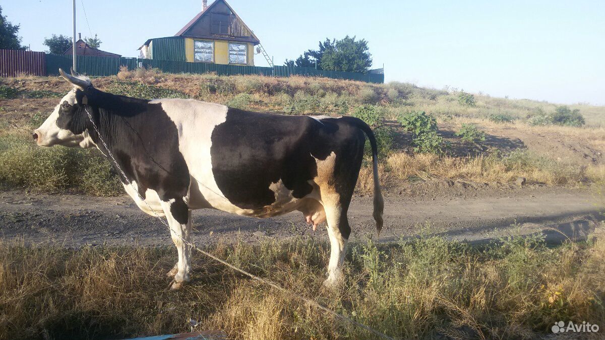 Корова на молоко купить на Зозу.ру - фотография № 4