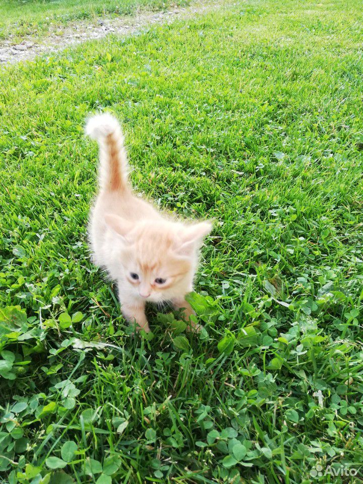 Красивые рыжие котята купить на Зозу.ру - фотография № 2