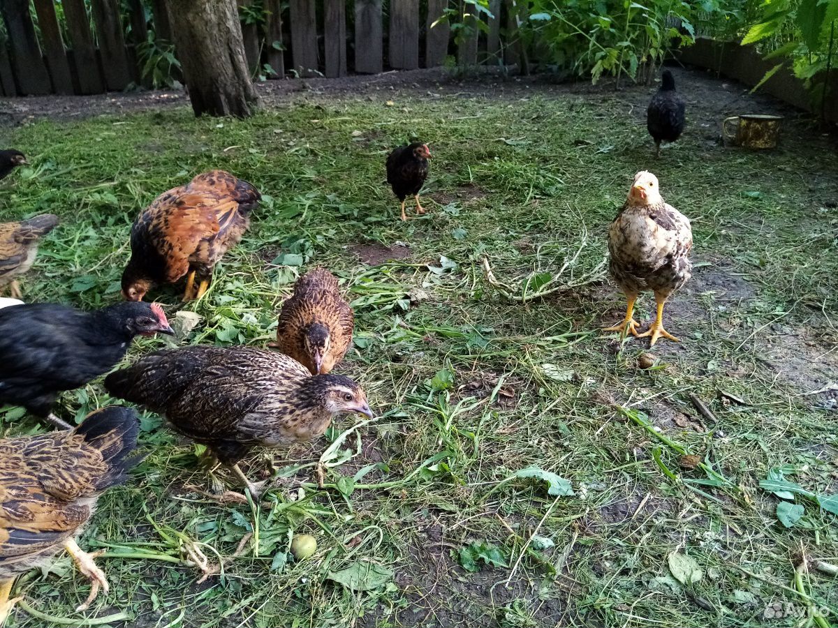 Цыплята месячные (домашних кур несушек) купить на Зозу.ру - фотография № 3