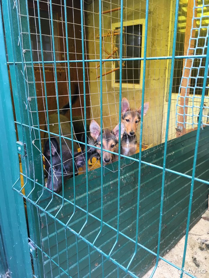 Много разных щеночков ищут хозяев купить на Зозу.ру - фотография № 6