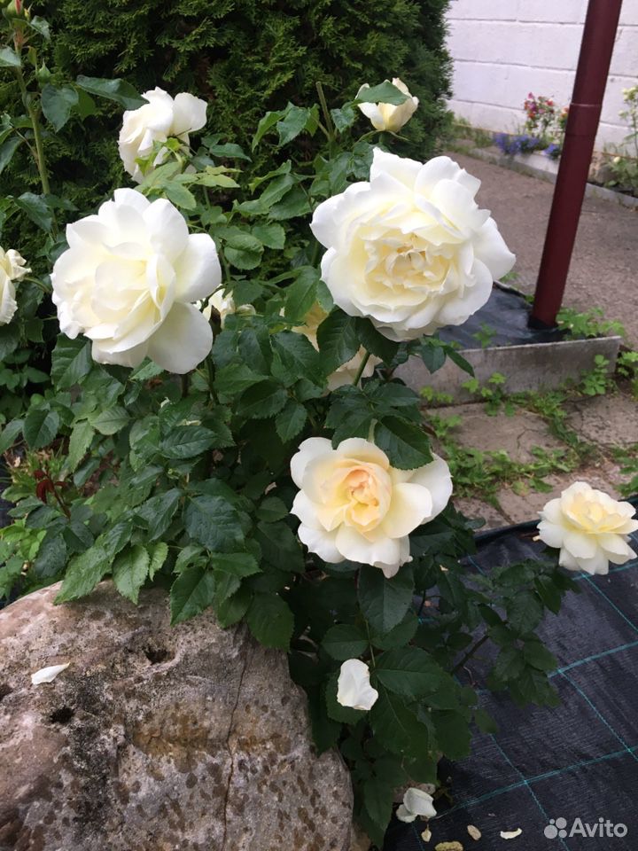 Розы плетистые около 20 сортов купить на Зозу.ру - фотография № 1