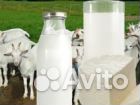 Козье молоко купить на Зозу.ру - фотография № 7