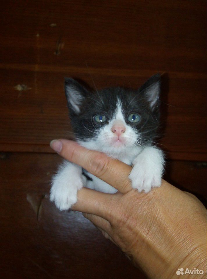 Кошка Тайская купить на Зозу.ру - фотография № 2