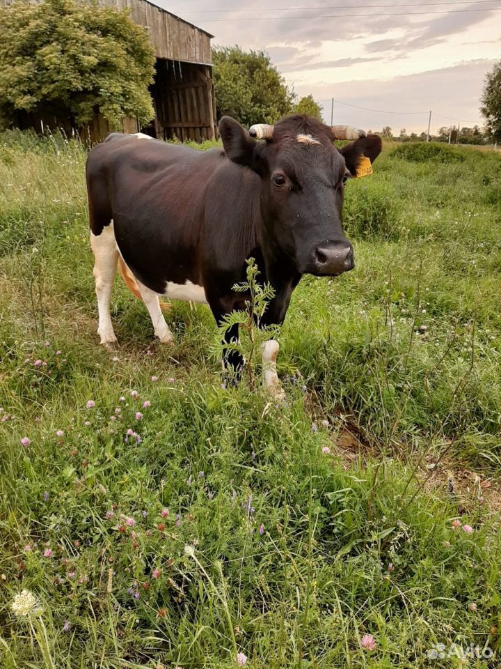 Корова второй отёл купить на Зозу.ру - фотография № 5