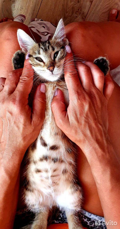 Красивые котята купить на Зозу.ру - фотография № 5