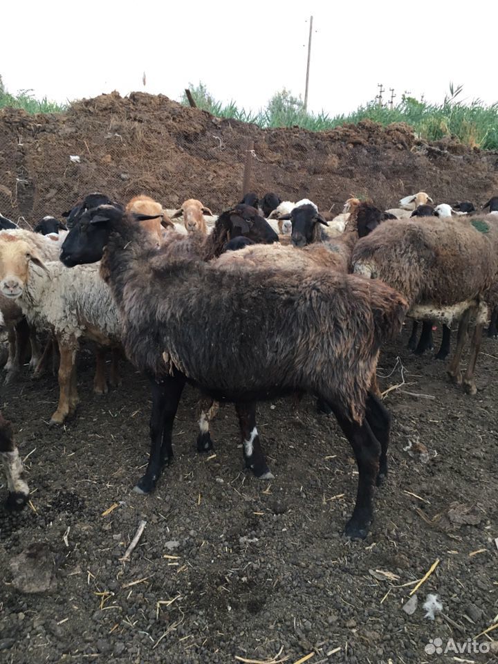 Овце матки продаю купить на Зозу.ру - фотография № 2