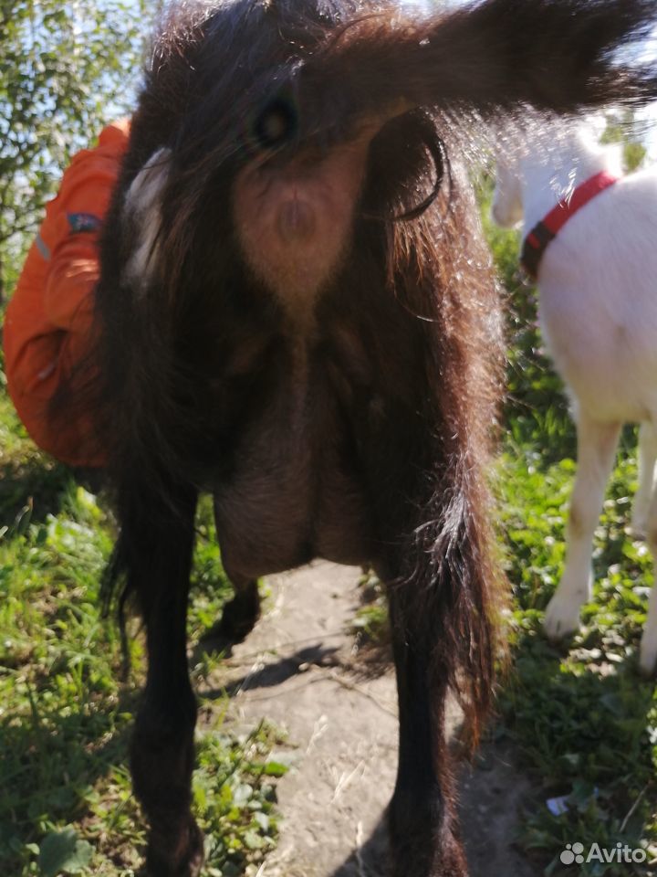 Коза альпийская под покрытие купить на Зозу.ру - фотография № 3