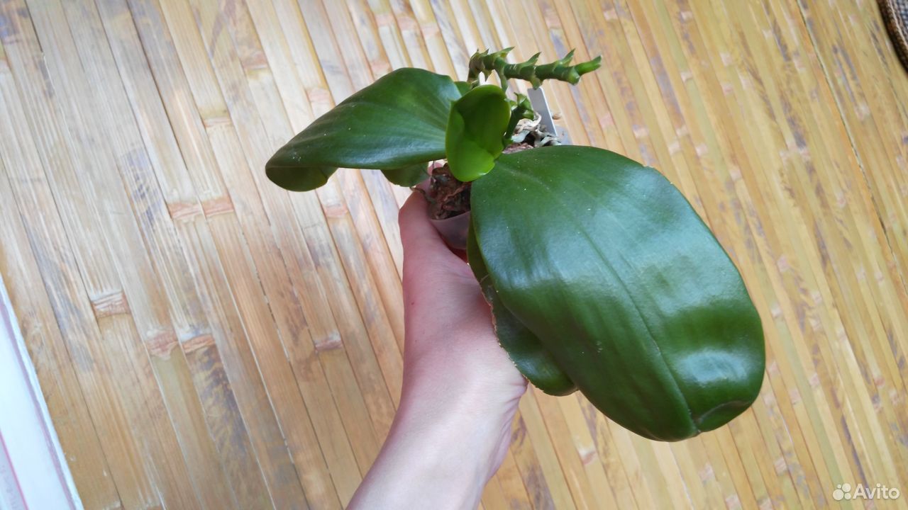 Орхидея Phal. Zheng Min Pterodactylus купить на Зозу.ру - фотография № 2