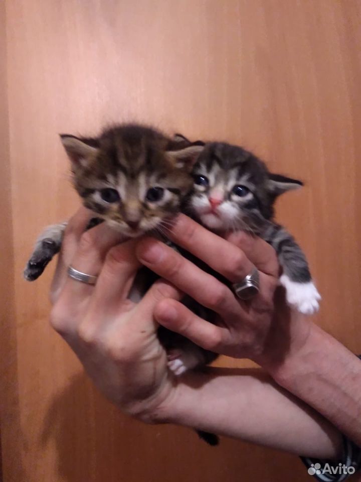 Полосатые котятки купить на Зозу.ру - фотография № 2