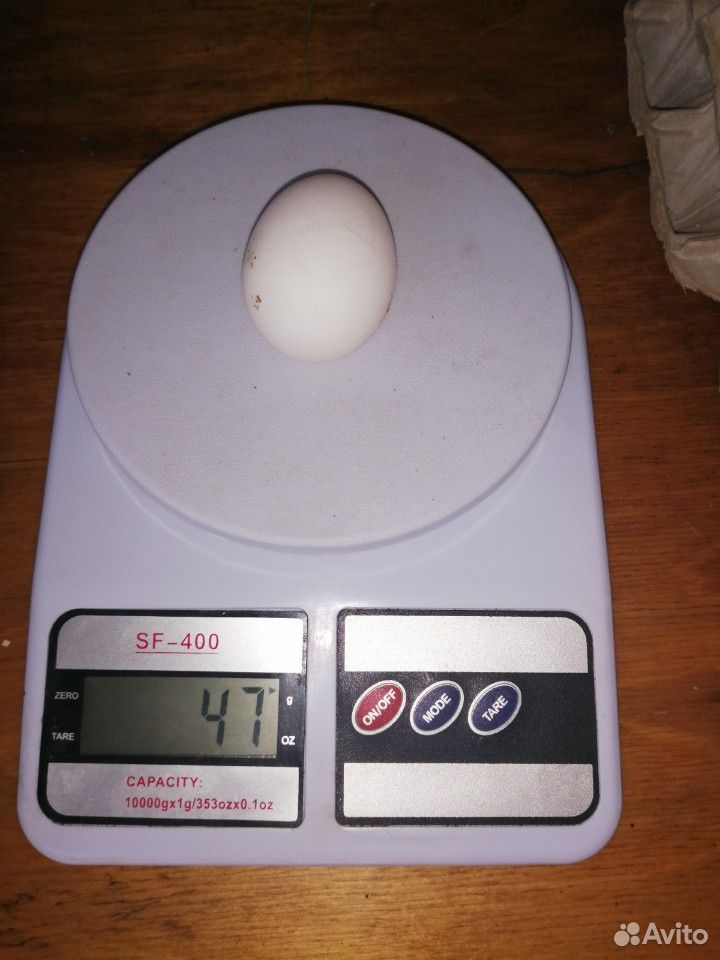 Домашнее куриное яйцо Куриное яйцо купить на Зозу.ру - фотография № 4
