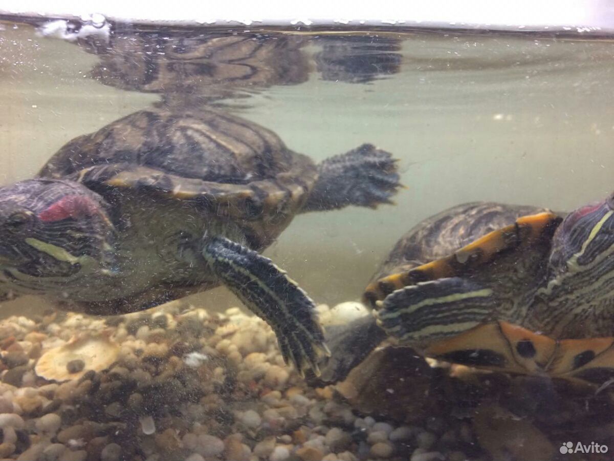 Красноухие черепахи с аквариумом 150литров купить на Зозу.ру - фотография № 6