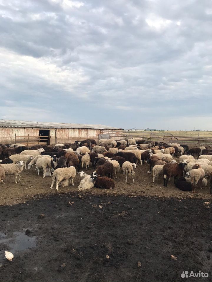 Бараны, овцы на Курбан-Байрам и другие цели купить на Зозу.ру - фотография № 6