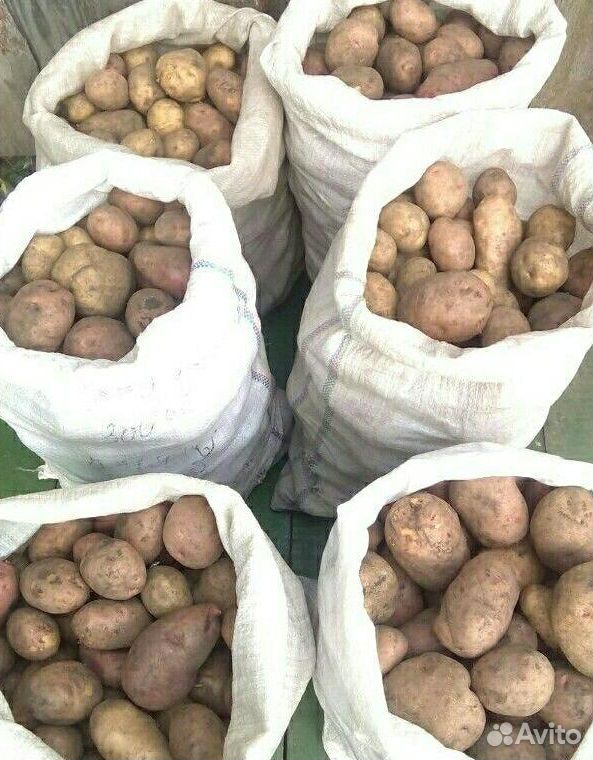 Картофель урожай 2019 года купить на Зозу.ру - фотография № 2