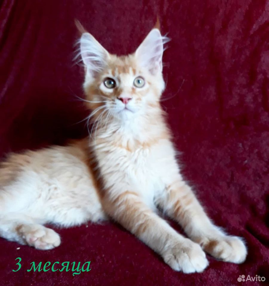 Мейн кун котята купить на Зозу.ру - фотография № 1