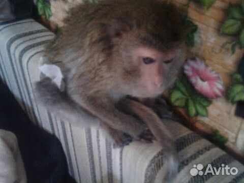 Яванская взрослая ручная обезьянка купить на Зозу.ру - фотография № 1