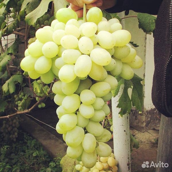 Продаю виноград купить на Зозу.ру - фотография № 3