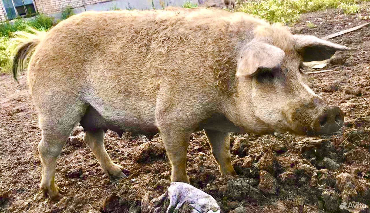 Венгерская пуховая мангалица свинья на потомство купить на Зозу.ру - фотография № 2
