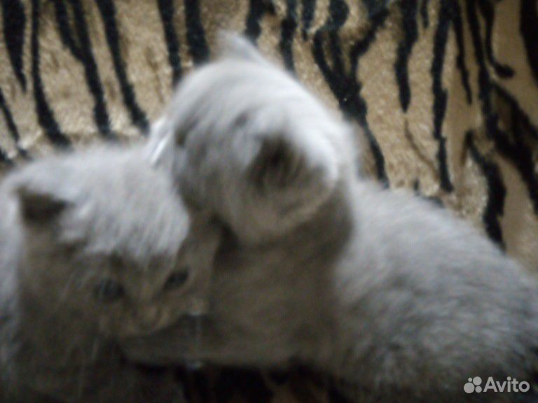 Продам два котёнка купить на Зозу.ру - фотография № 4