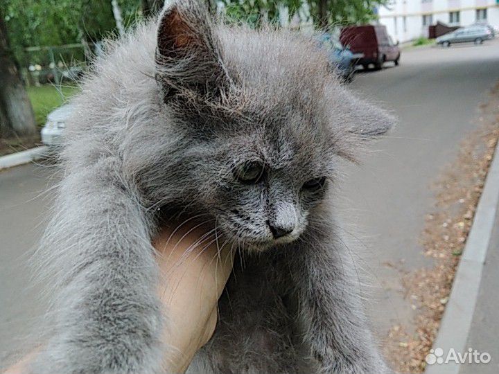 Отдам котенка в хорошие руки купить на Зозу.ру - фотография № 1