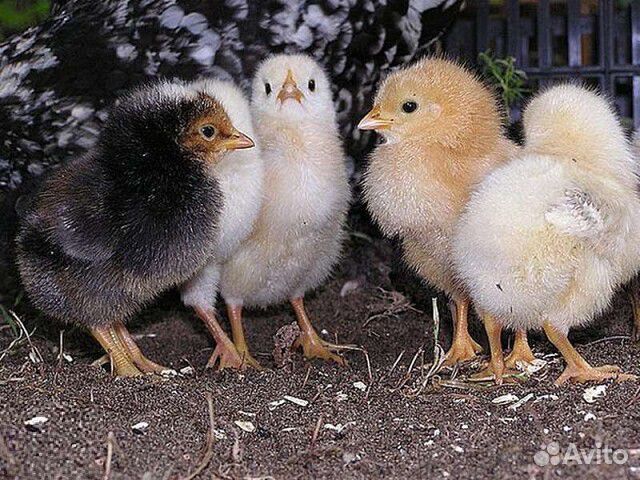 Продам цыплят породы доминант купить на Зозу.ру - фотография № 1