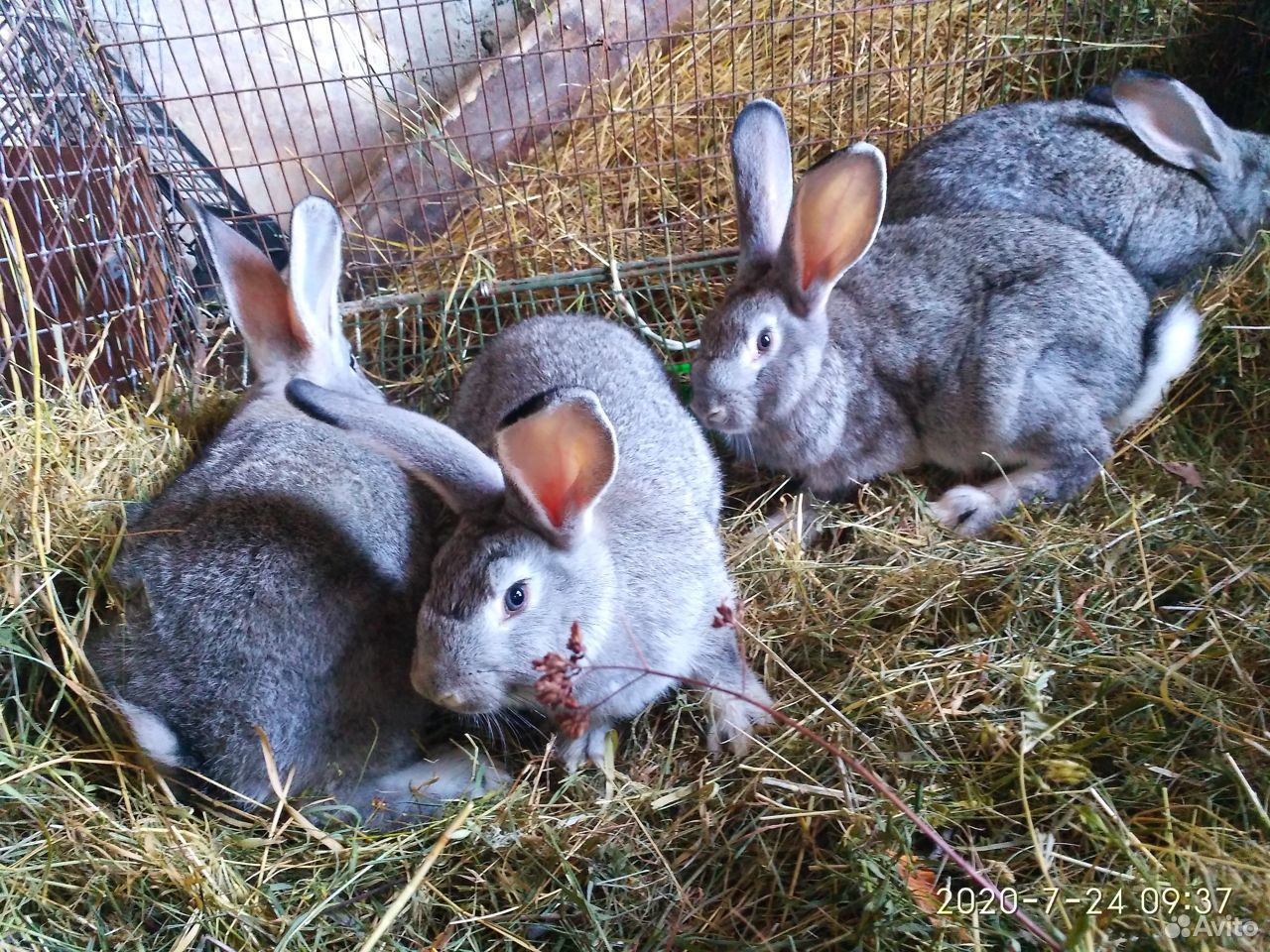 Купить кроликов в воронежской области. Продажа кроликов. Где продаются кролики. Продам кроликов. Кролик купить.