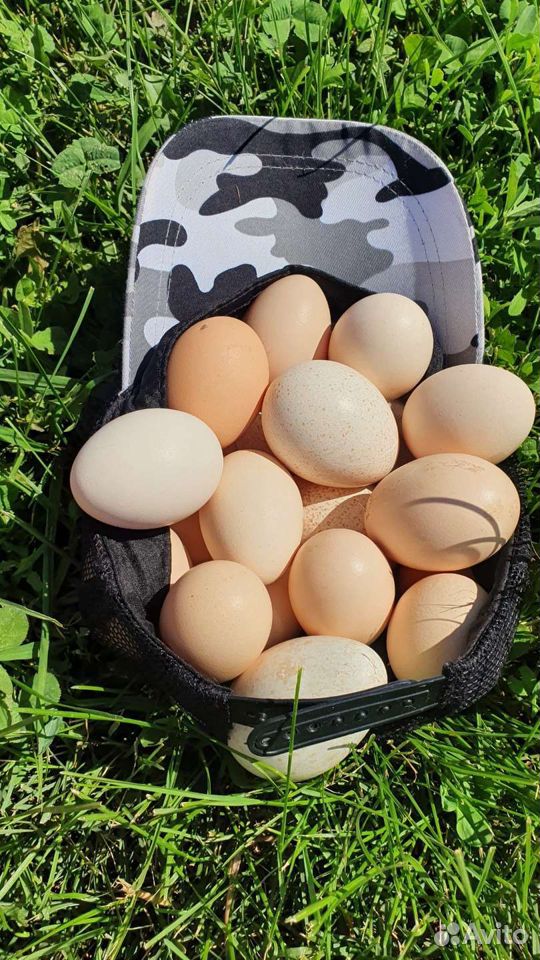 Яйцо индейки индюшки домашнее деревенское индюшино купить на Зозу.ру - фотография № 4