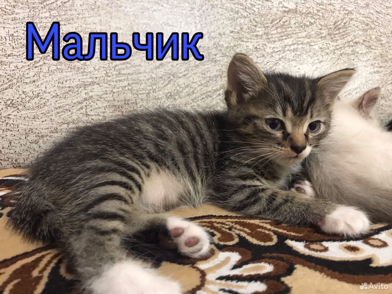Котята котята купить на Зозу.ру - фотография № 2