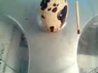 Инкубационное яйцо перепелок Феникс объявление продам