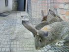 Кролики на племя фландер(бельгийский великан) взро объявление продам