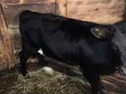 Корова-телочка 6 месяцев объявление продам