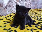 Котята от шотландской фолд кошки черной (эбони) объявление продам