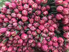 Тюльпаны оптом объявление продам