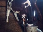 Продам тёлочку 2 месяца от высокоудойной коровы объявление продам