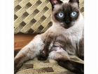 Отдаётся Тайская кошка объявление продам