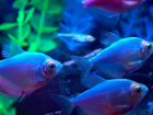 Цветные рыбки гло Тернеции объявление продам