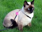 Сиамский кот Лаки 1,5 года в добрые руки объявление продам