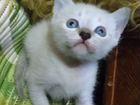 Сиамский(тайский) котенок объявление продам