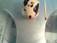 Инкубационное яйцо перепелок Феникс