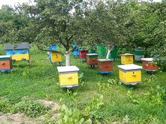 Пчелы, пчелиные семьи, отводки, матки, пчелопакеты