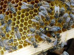 Пчелопакеты "Среднерусская пчела"
