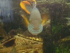 Рыбка аквариумная