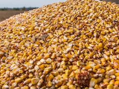 Кукуруза в зернах