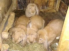 Кролики породы Французский Баран