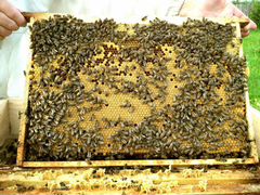 Пчелосемьи карпатской породы рамка Дадан