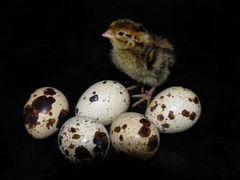 Инкубационное яйцо перепелов. 9 пород
