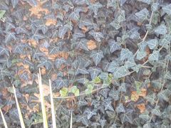 Плющ не сбрасывающий листву зимой
