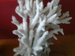 Продам морской натуральный коралл