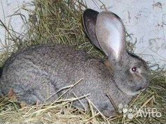 Кролики породы "Фландр"